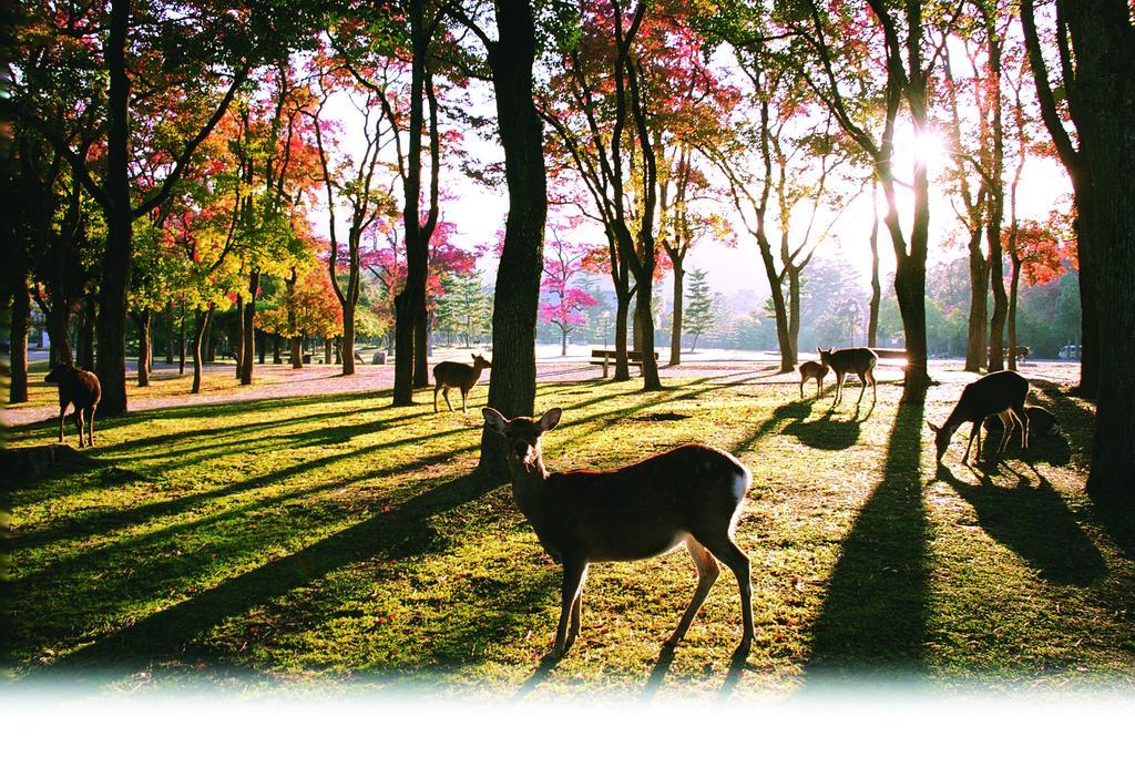 Kotonoyado Musashino Nara Exterior foto